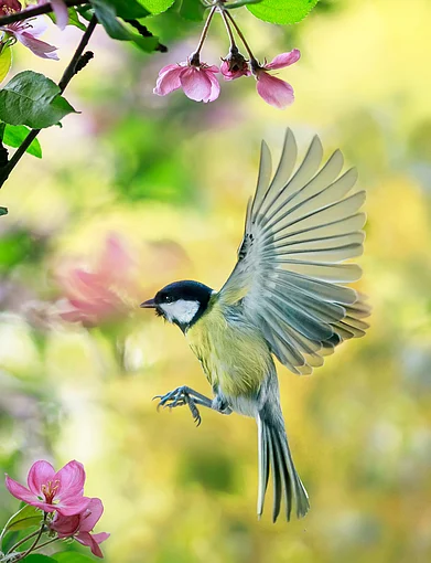 Shutterstock : Small bird tit flutters in a garden
